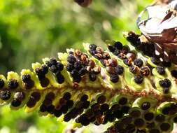 Image of iron fern