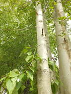 Image of Populus ciliata Wall. ex Royle