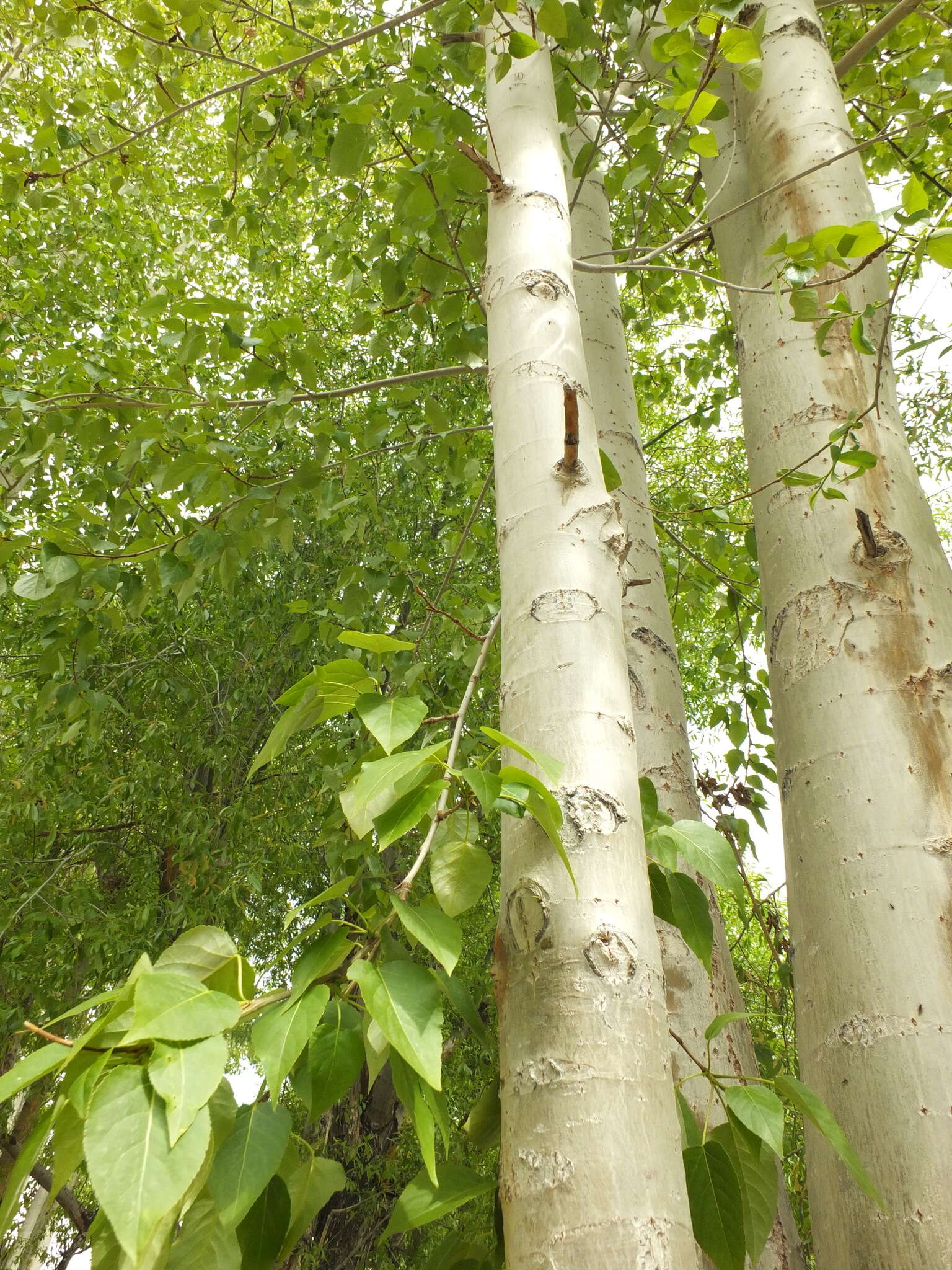 Image of Populus ciliata Wall. ex Royle