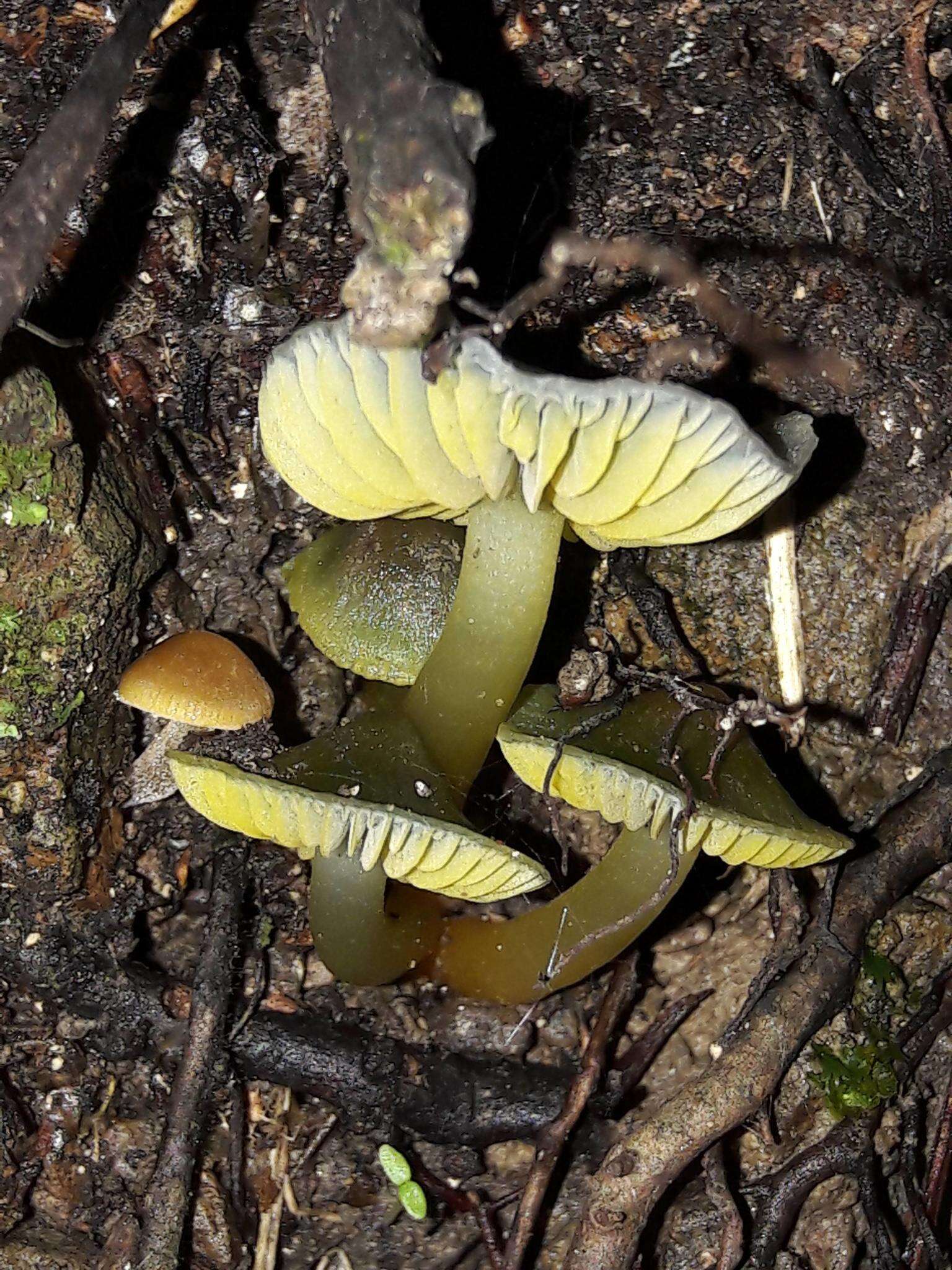 Imagem de Hygrocybe fuscoaurantiaca (G. Stev.) E. Horak 1971