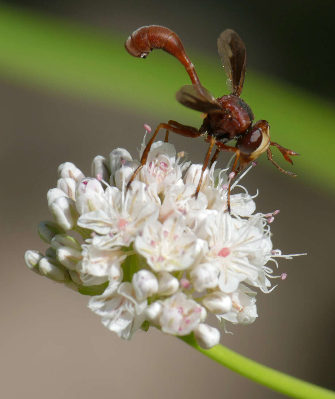 صورة Physocephala burgessi (Williston 1882)