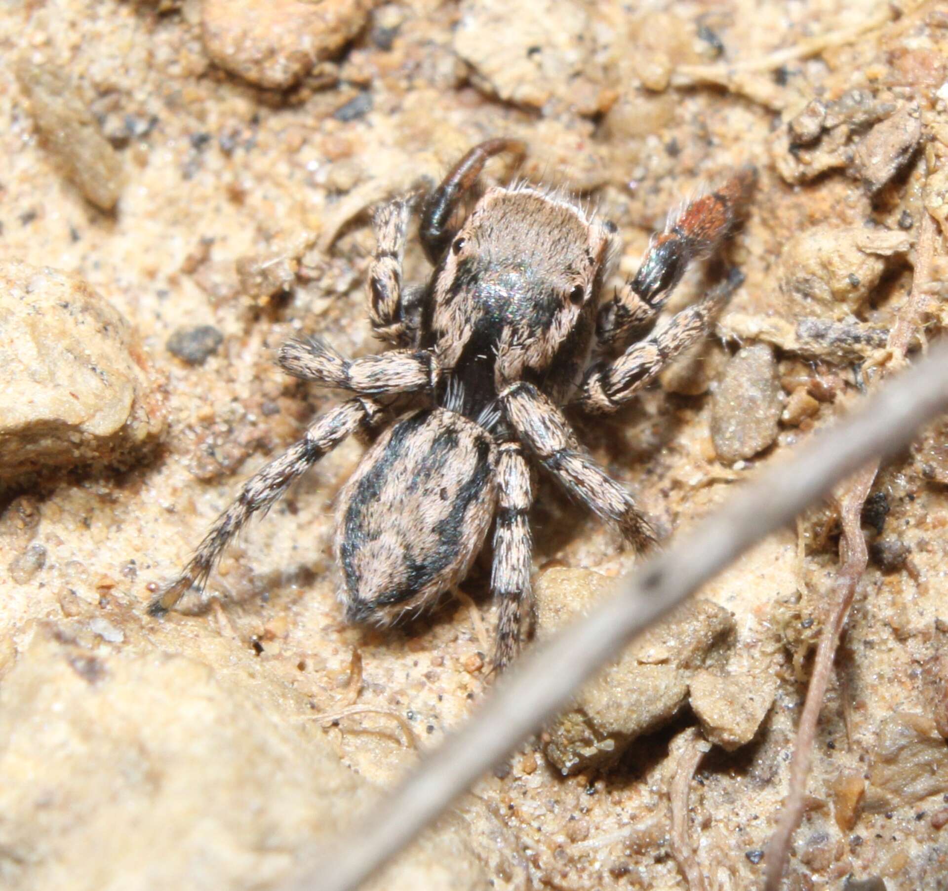 Image of Habronattus texanus (Chamberlin 1924)