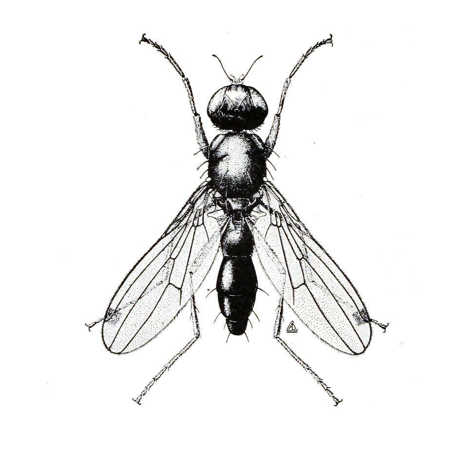 Image of Sepsis violacea Walker 1826
