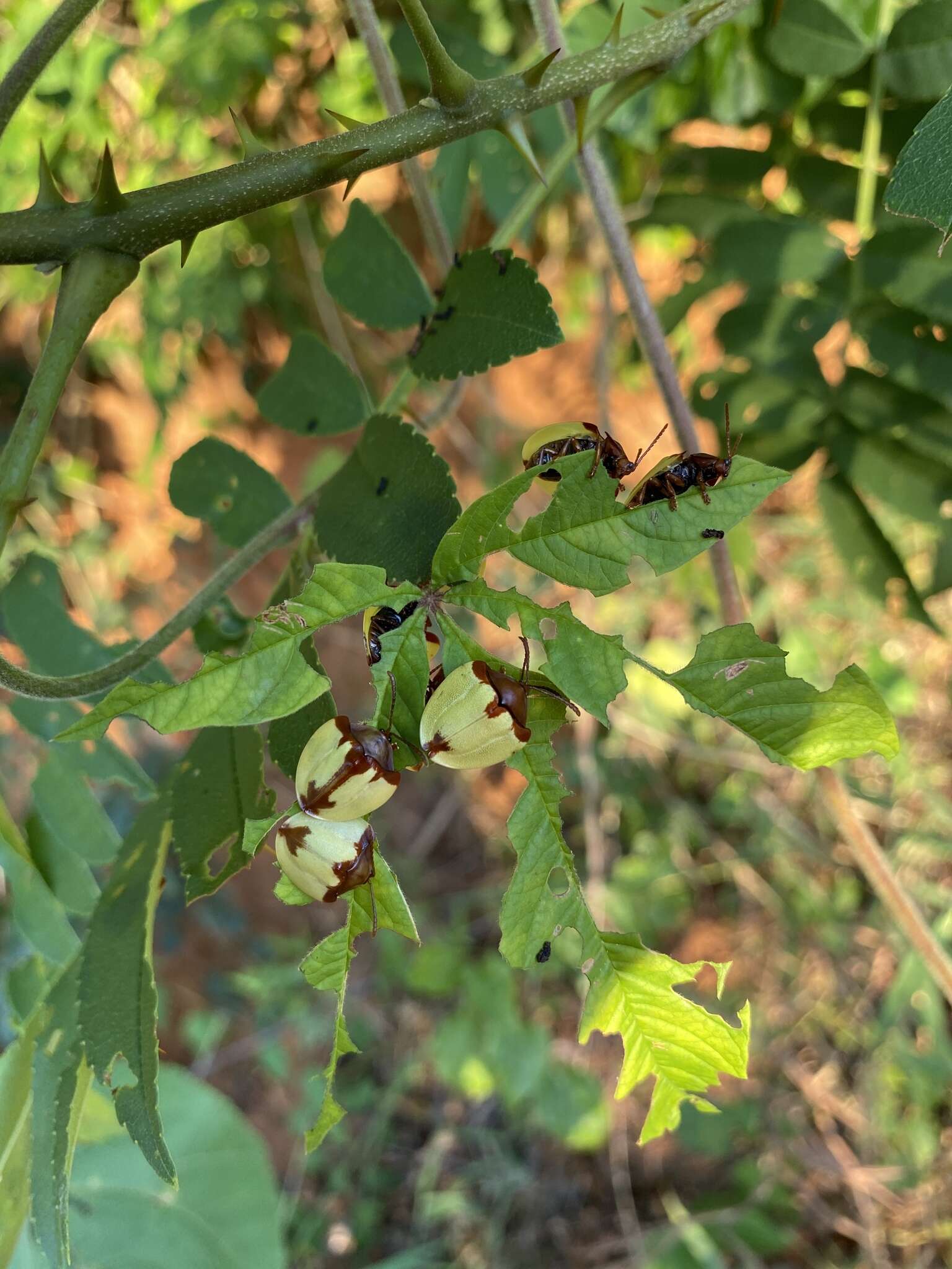 Paraselenis (Spaethiechoma) aulica (Boheman 1854) resmi