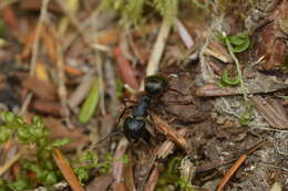 Image of (Western) black carpenter ant