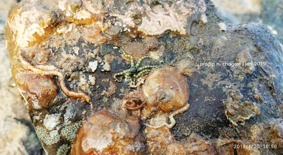 Image of Savigny's brittle star