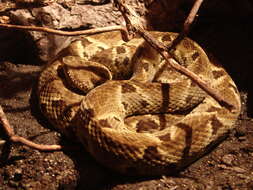 Image of Forest Vipers