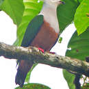 Image of Finsch's Imperial Pigeon
