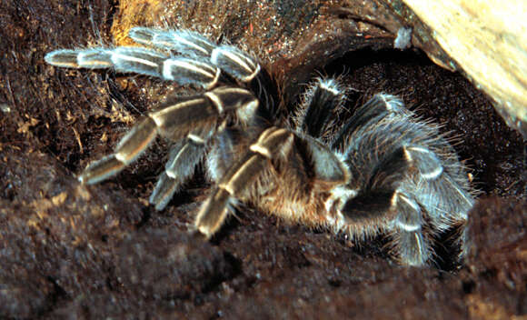 Image of Costa Rican Zebra Tarantula