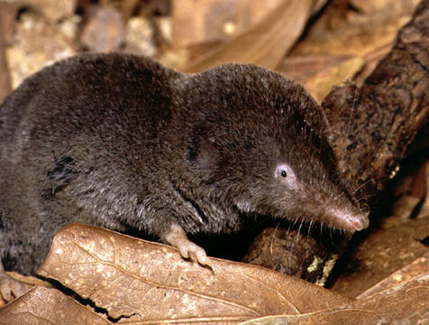 Image of Southern Short-tailed Shrew