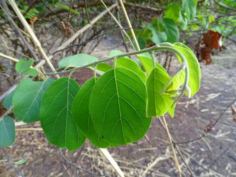 Image de Combretum paniculatum Vent.