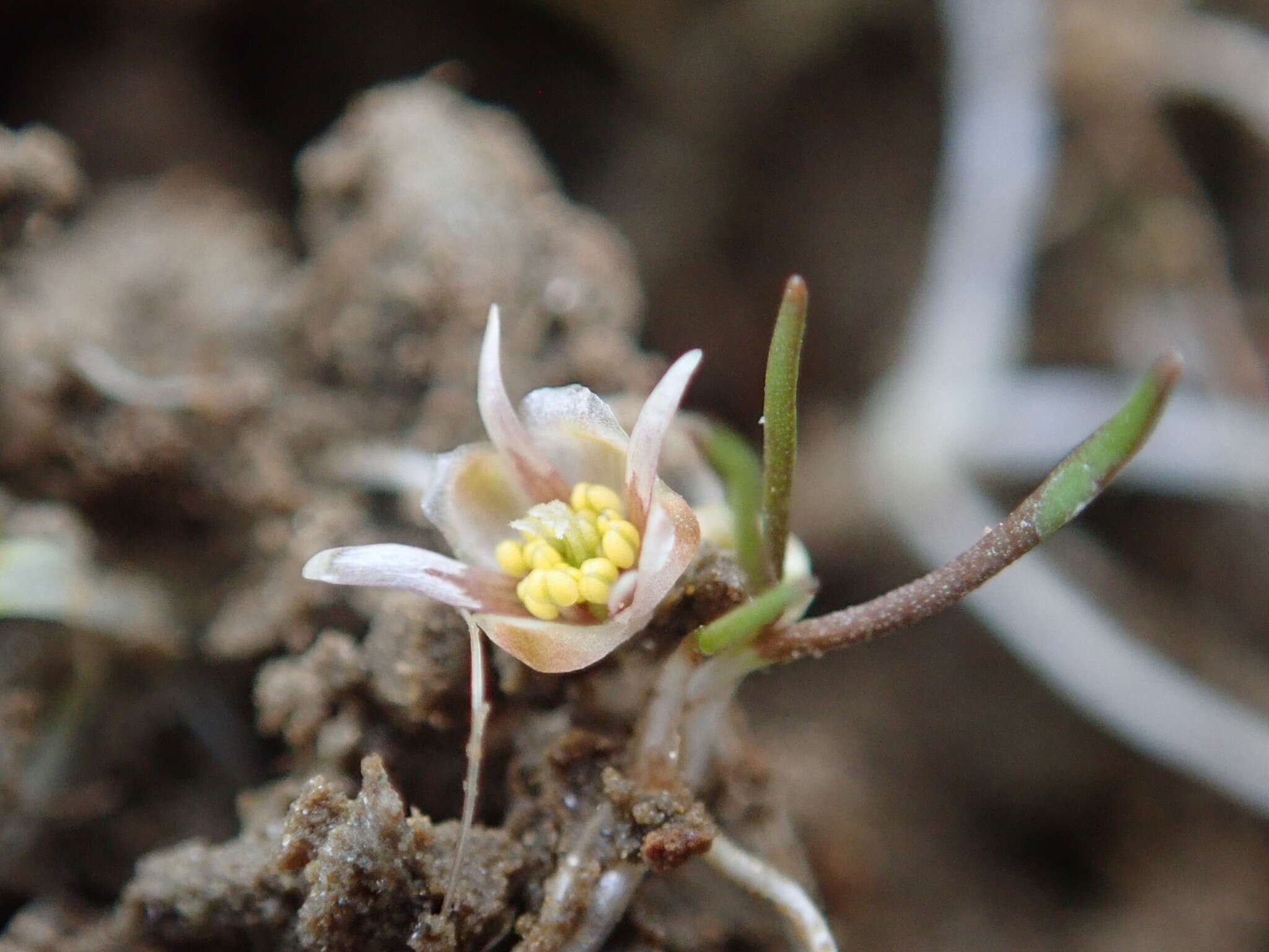 Ranunculus limosella F. Müll. ex T. Kirk的圖片