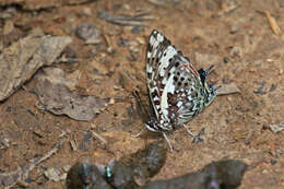 صورة Charaxes etesipe Godart 1824