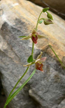 Image of Stream orchid