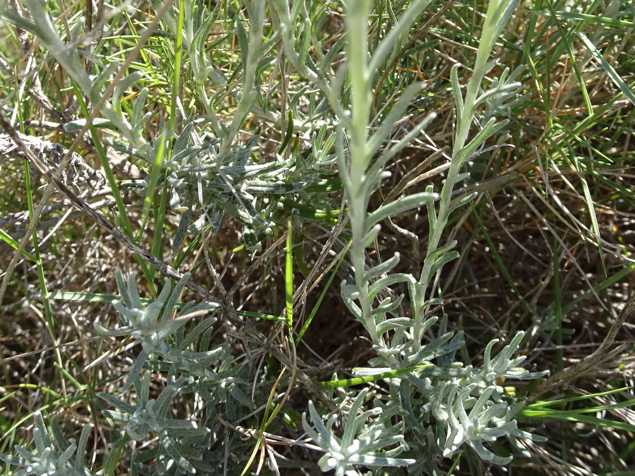 Image of yellow amaranth