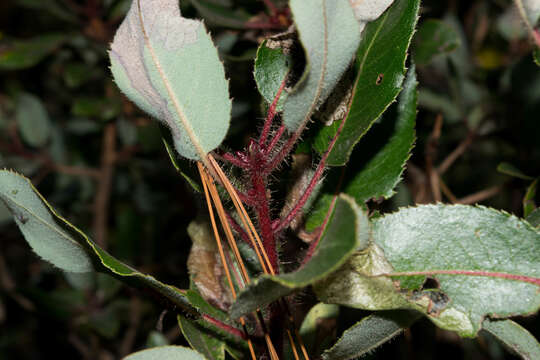 Imagem de Arbutus tessellata P. D. Sørensen