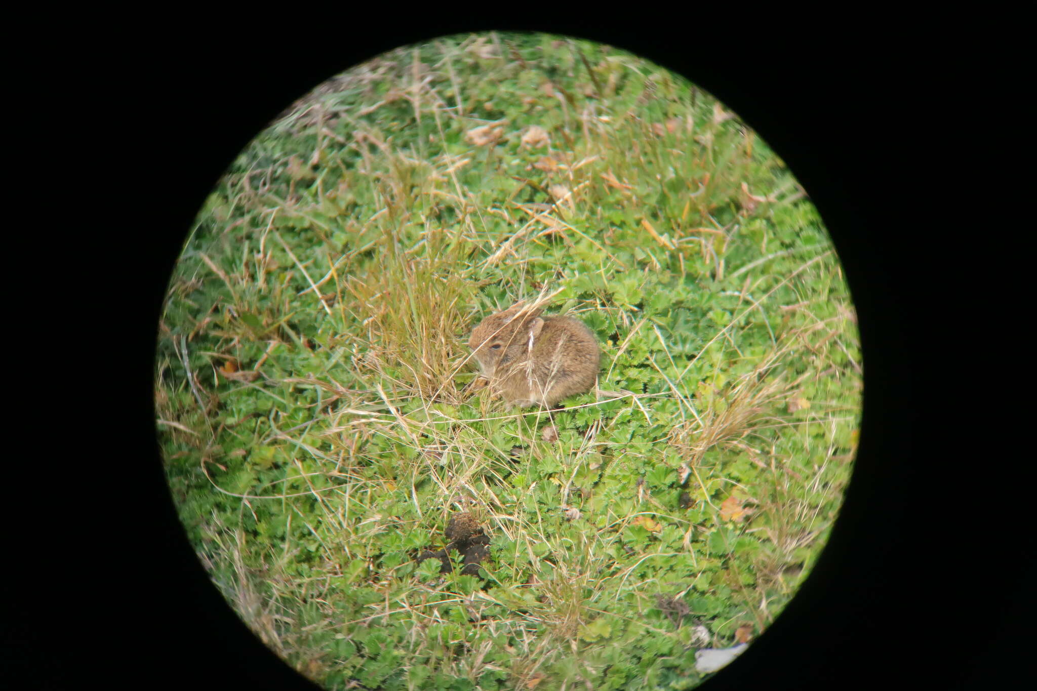 Image of Andean tapeti