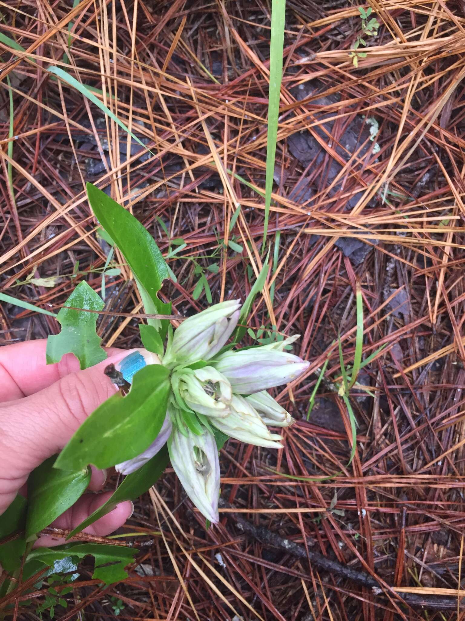 Image de Gentiana villosa L.