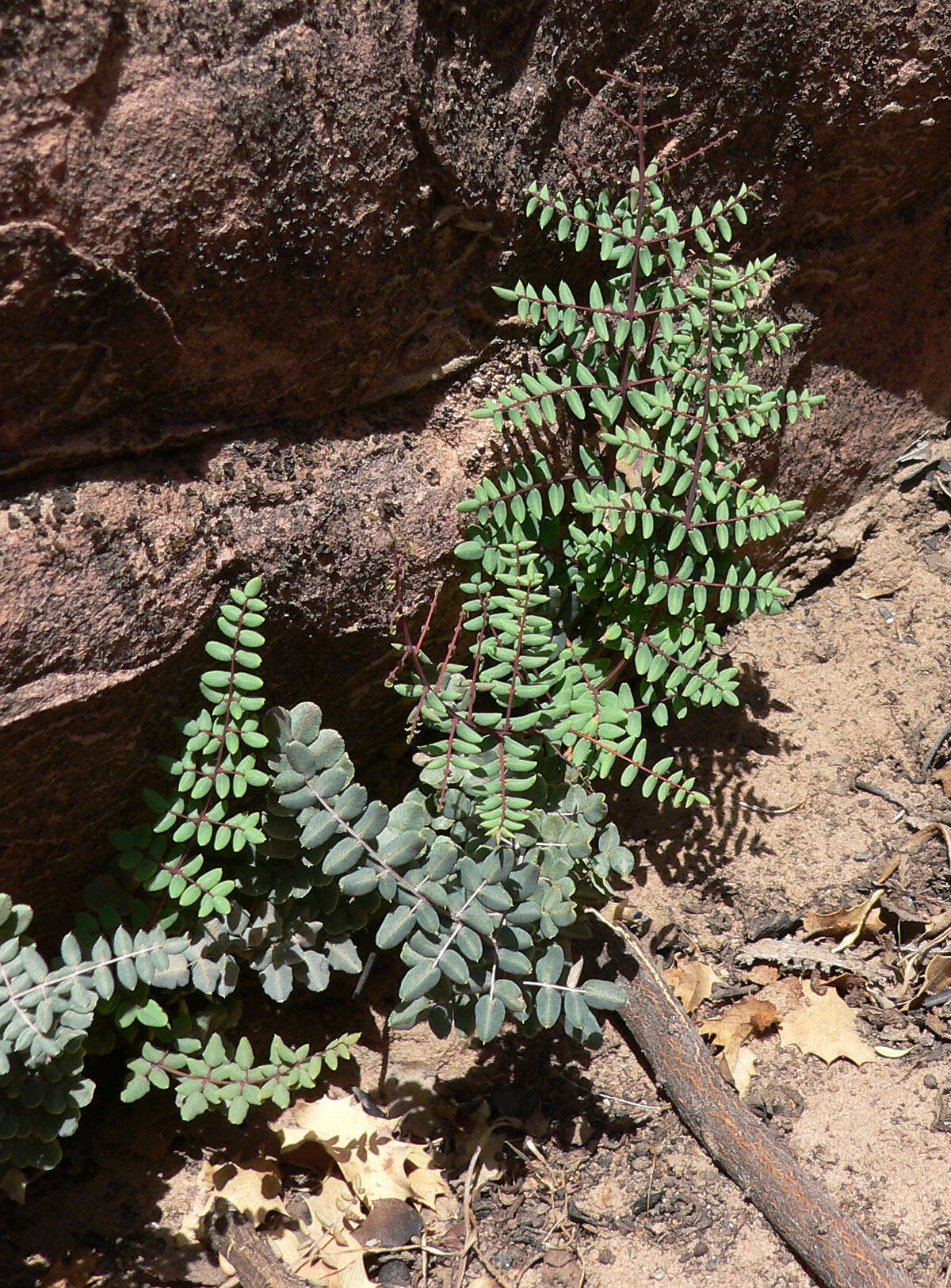 Plancia ëd Pellaea truncata Goodd.