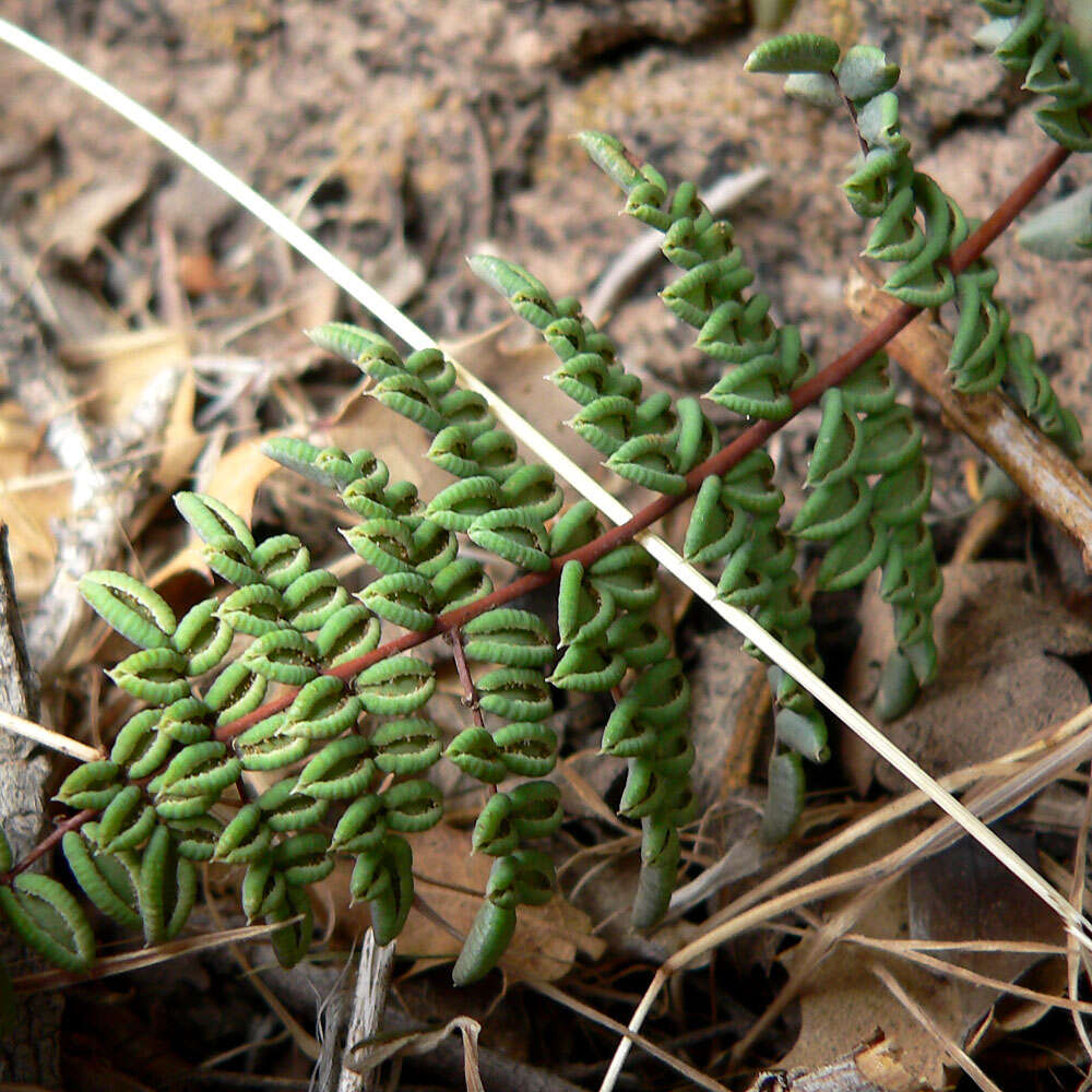 Plancia ëd Pellaea truncata Goodd.