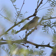 Leiothlypis luciae (Cooper & JG 1861) resmi