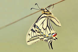 Image of Old World Swallowtail