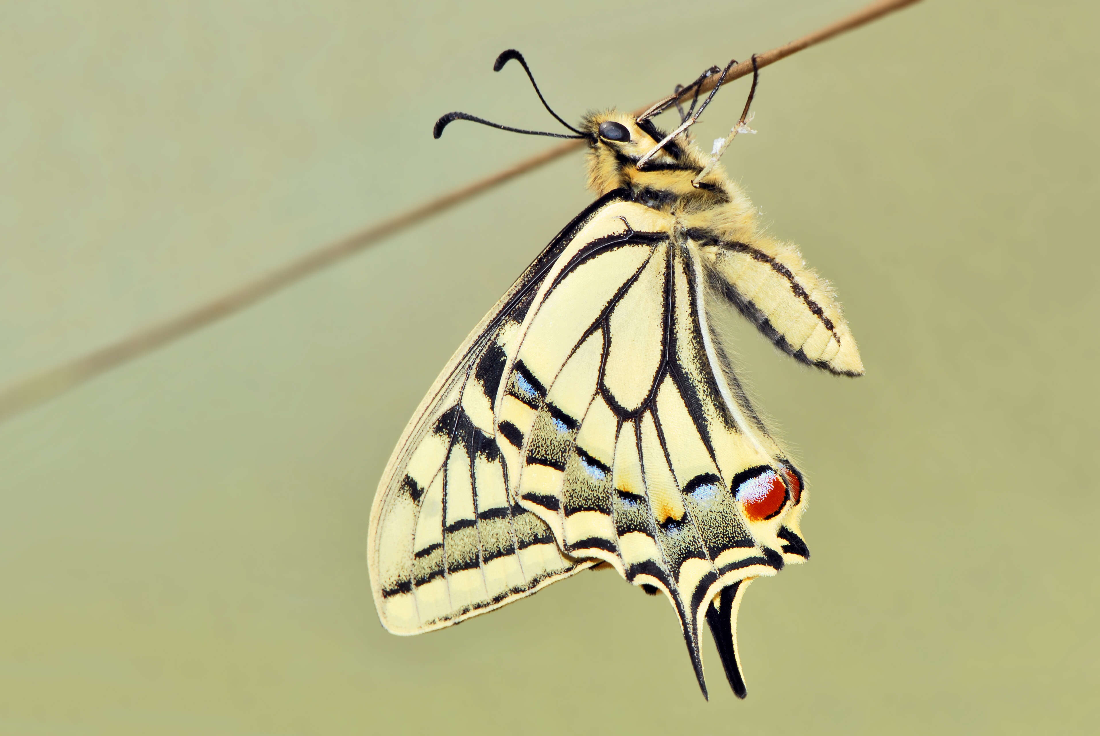 Image of Old World Swallowtail