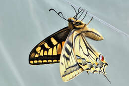 Image of Old World Swallowtail