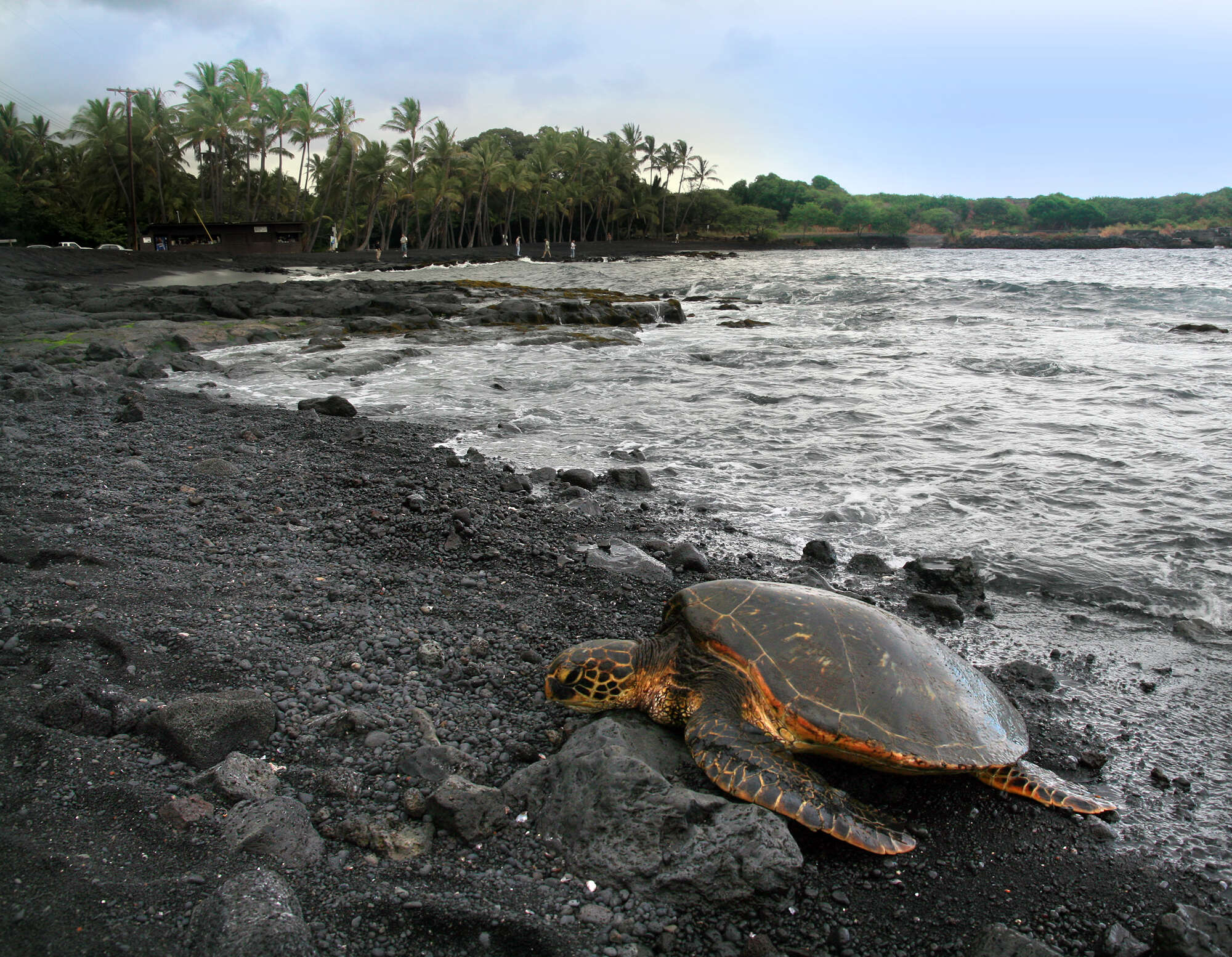 Image of Chelonia