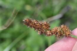 Sivun Carex triangularis Boeckeler kuva