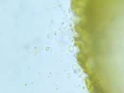 Image of Caloplaca stillicidiorum (Vahl) Lynge