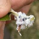 Image of Woolly Apple Aphid parasitoid