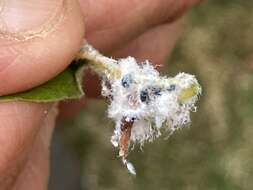 Image of Woolly Apple Aphid parasitoid