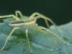 Image of Raft spider