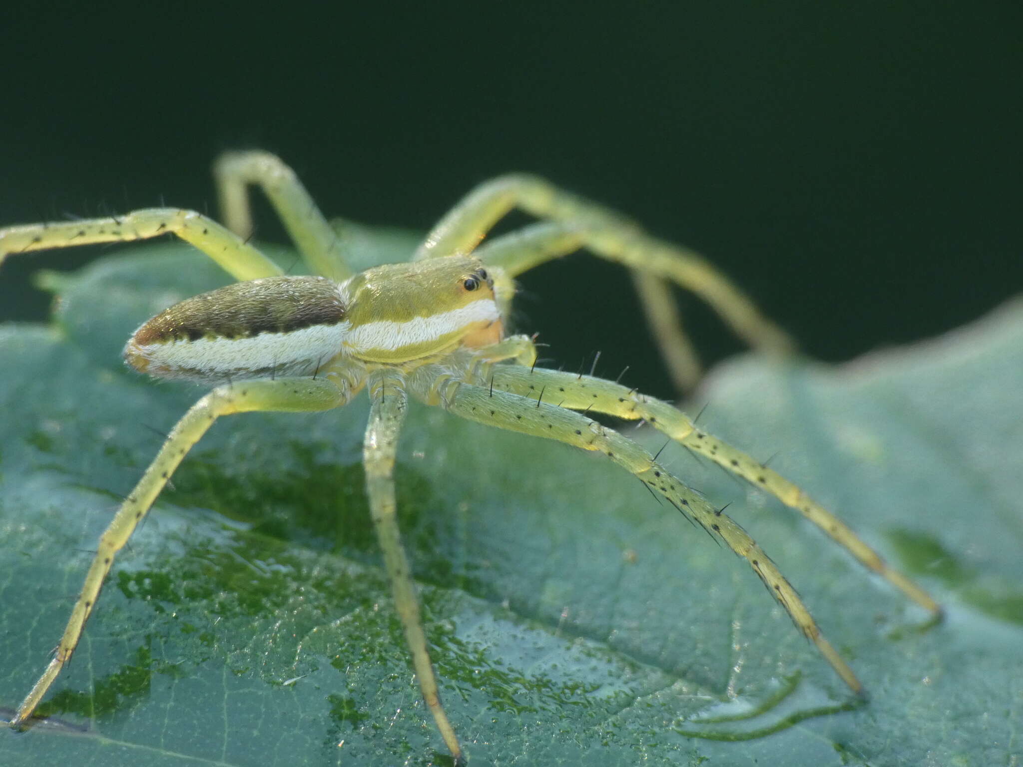 Image of Raft spider