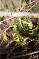 Image of Chloanthes stoechadis R. Br.