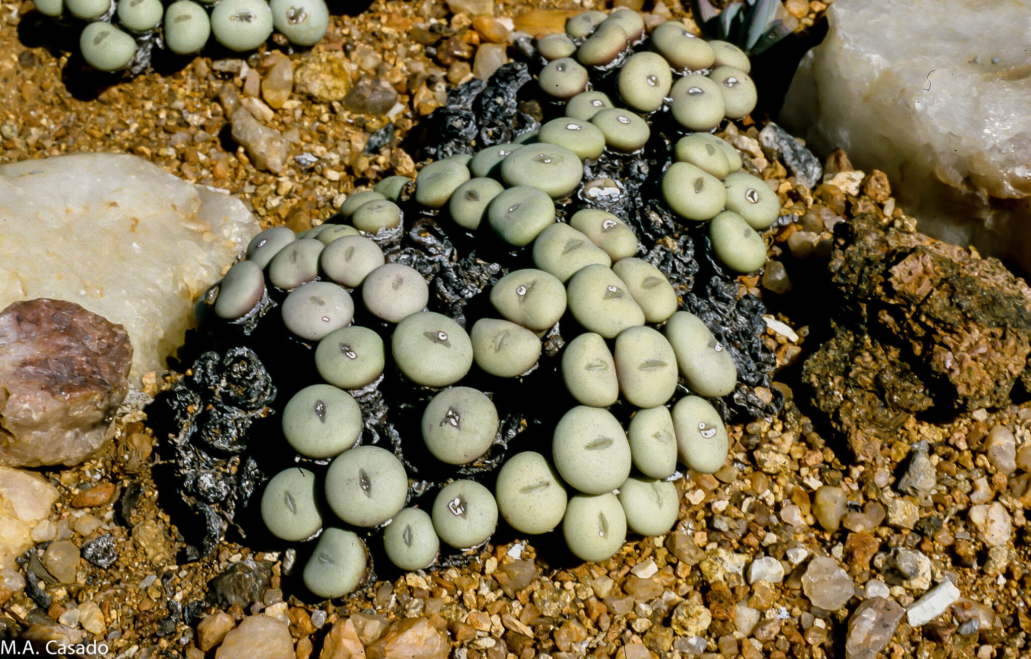 Image of Conophytum flavum N. E. Br.