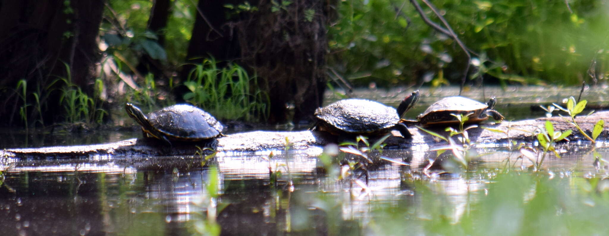 Image of Eastern River Cooter