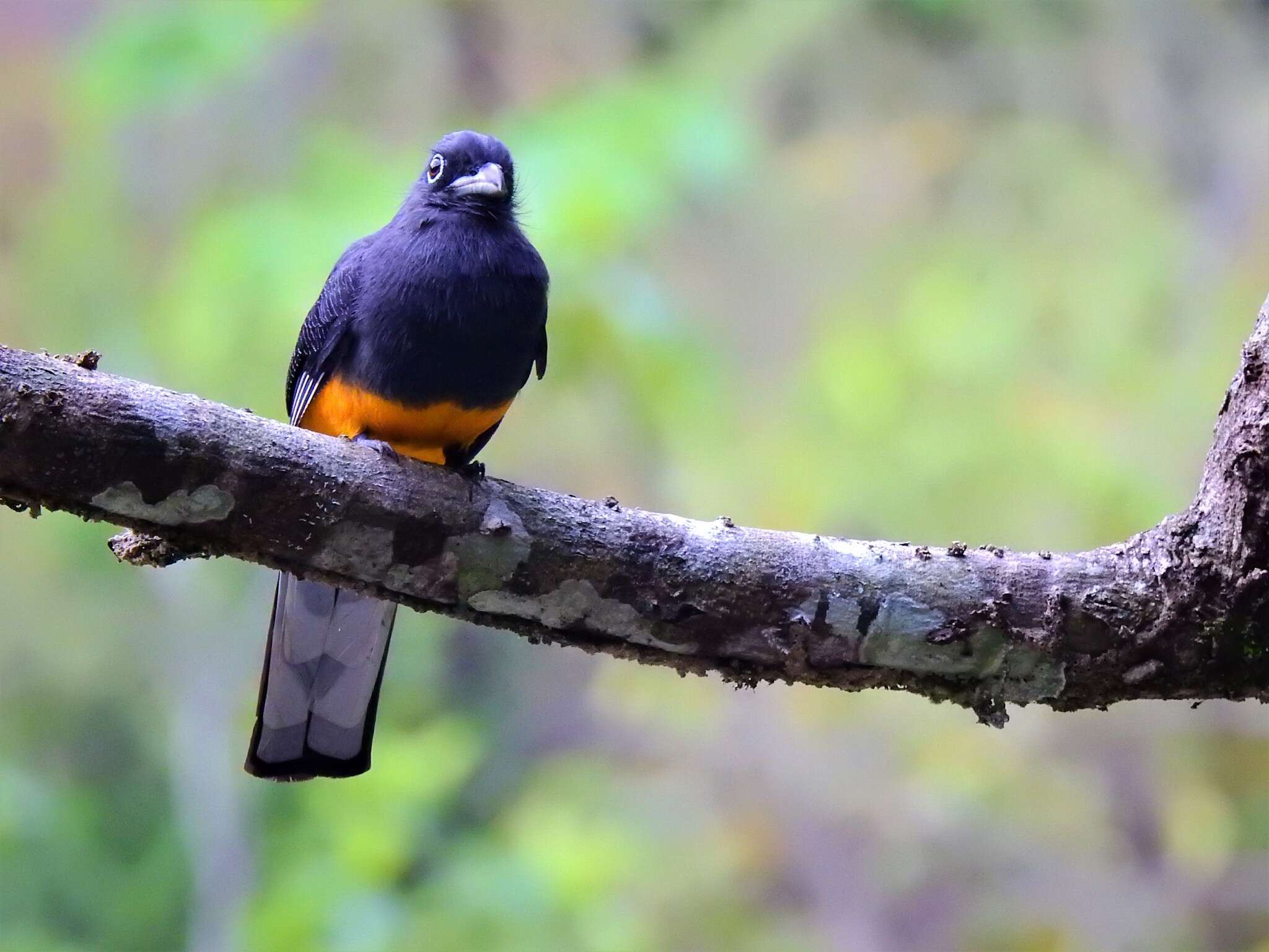 Plancia ëd Trogon chionurus Sclater, PL & Salvin 1871