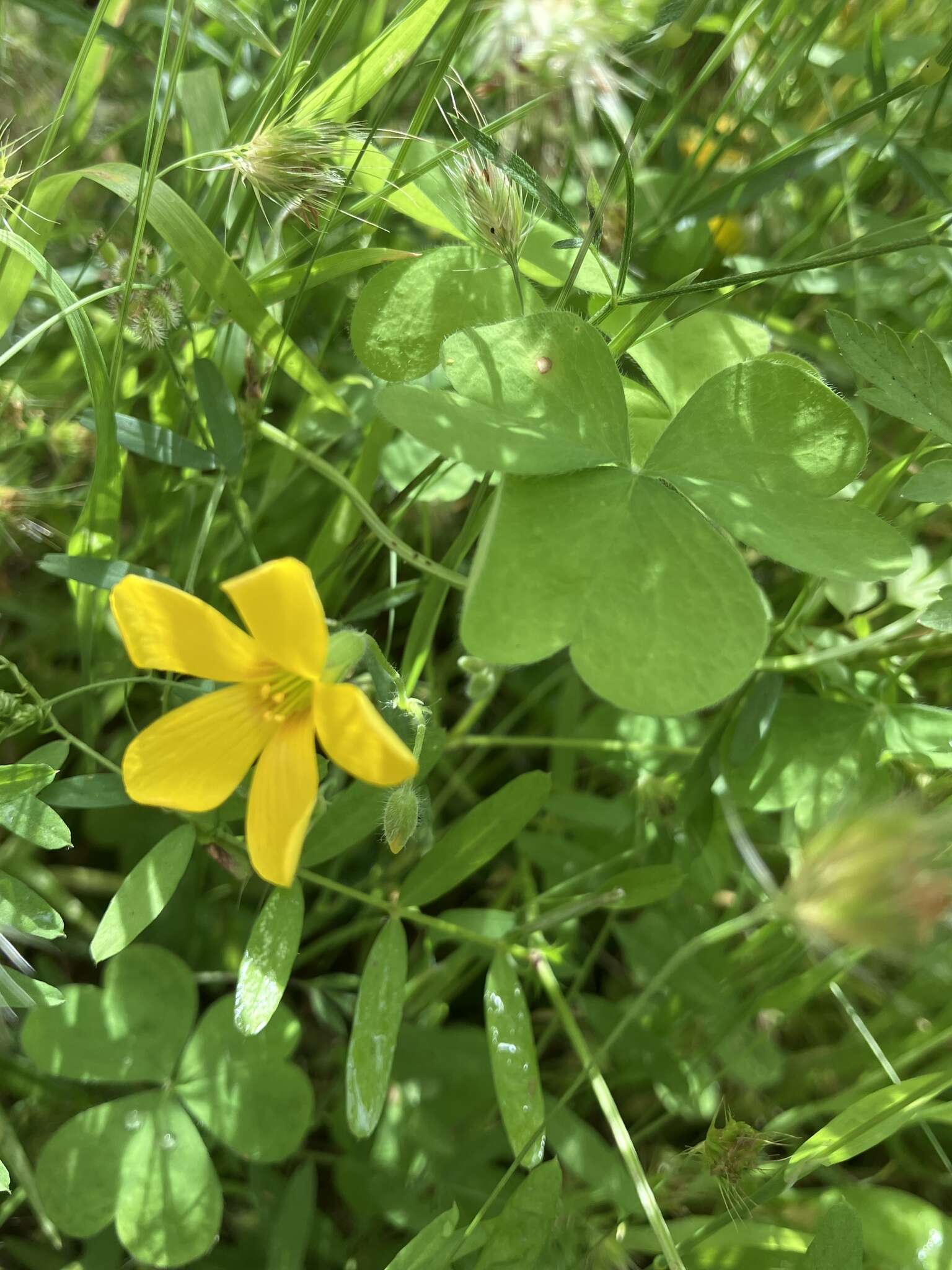 Image of Suksdorf woodsorrel