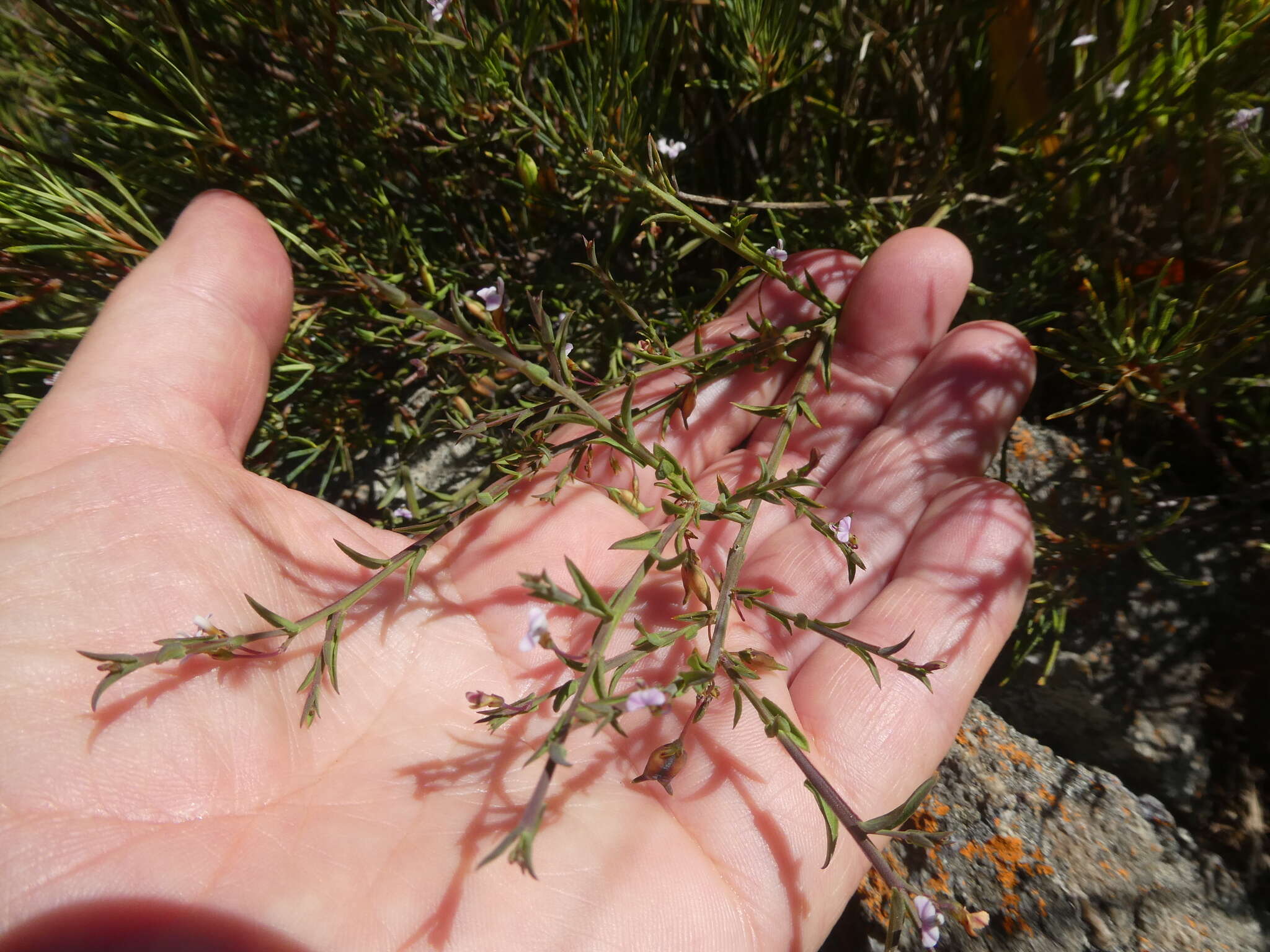 Image of Muraltia trinervia (L. fil.) DC.