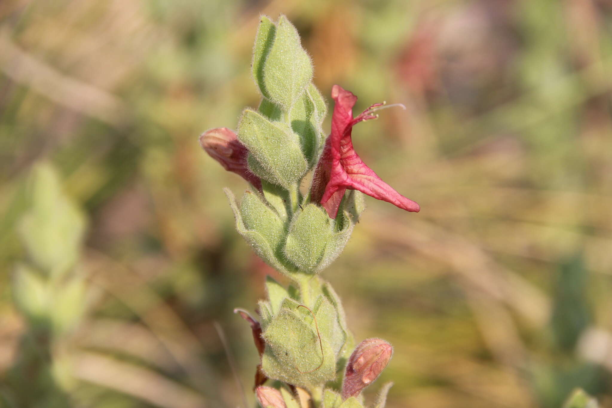 Imagem de Ruellia diversifolia S. Moore