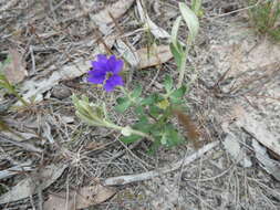 Image of Dampiera marifolia Benth.