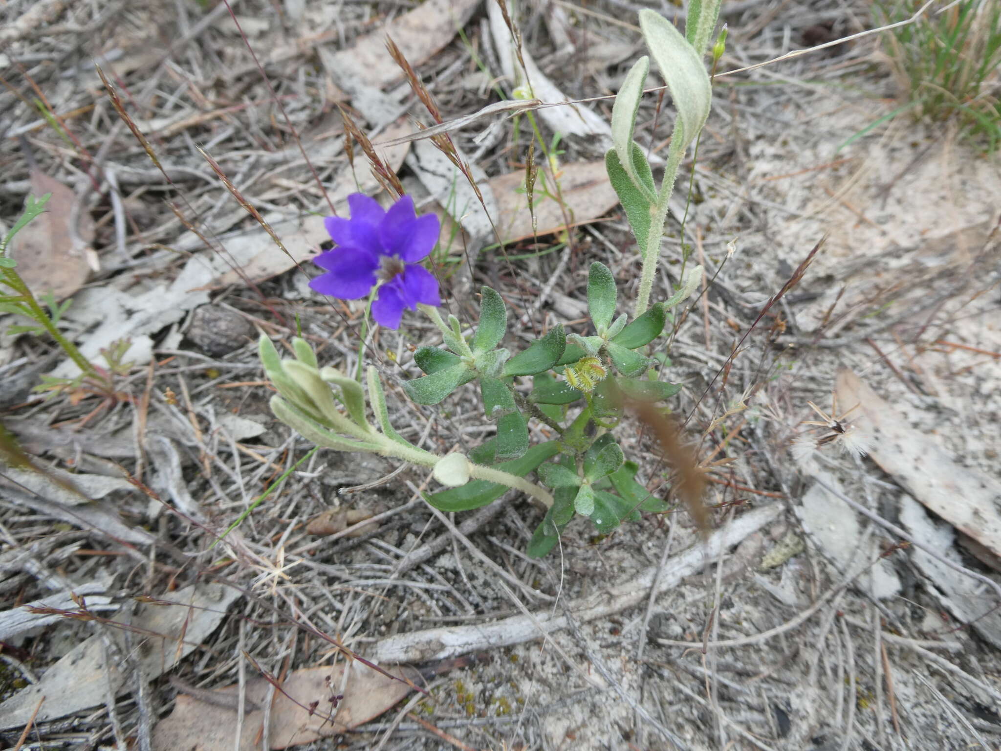 Image of Dampiera marifolia Benth.