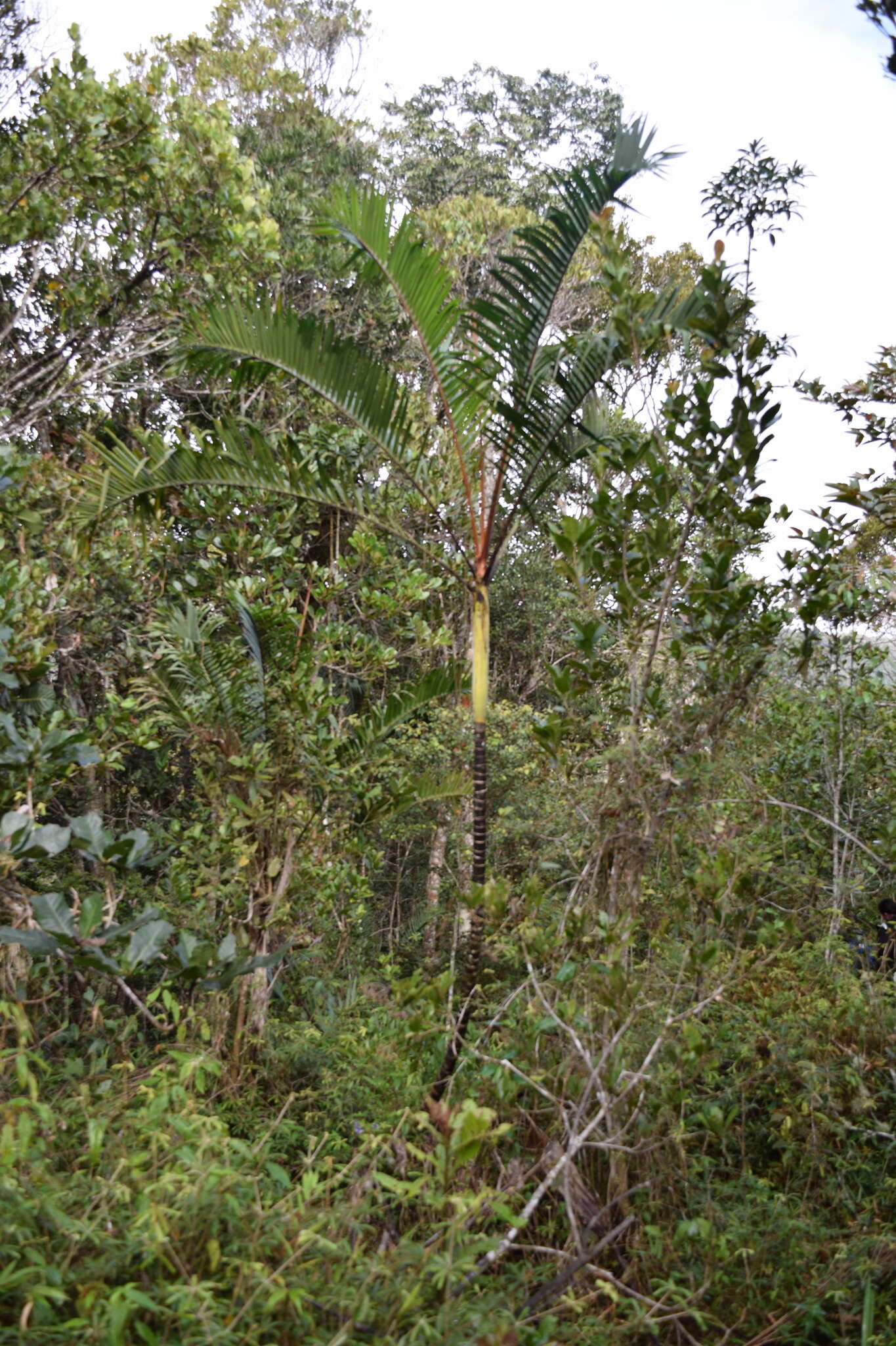 Image of Dypsis baronii (Becc.) Beentje & J. Dransf.