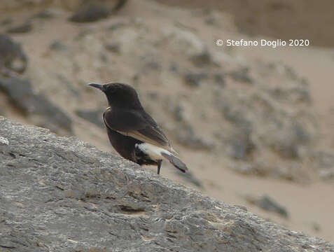 Image of Black Wheatear