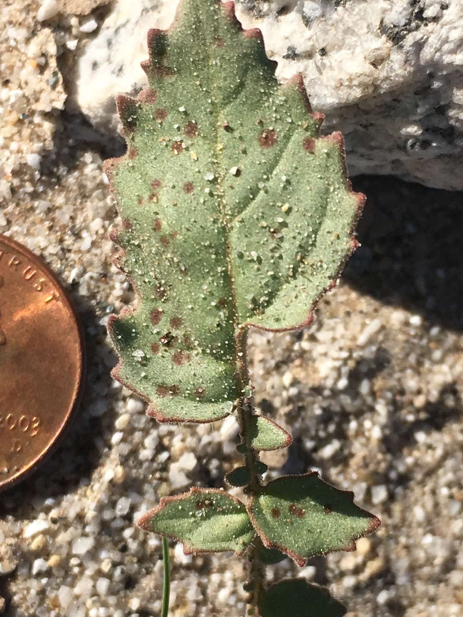 Imagem de Chylismia claviformis subsp. peirsonii (Munz) W. L. Wagner & Hoch