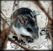 Image of Beach Mouse