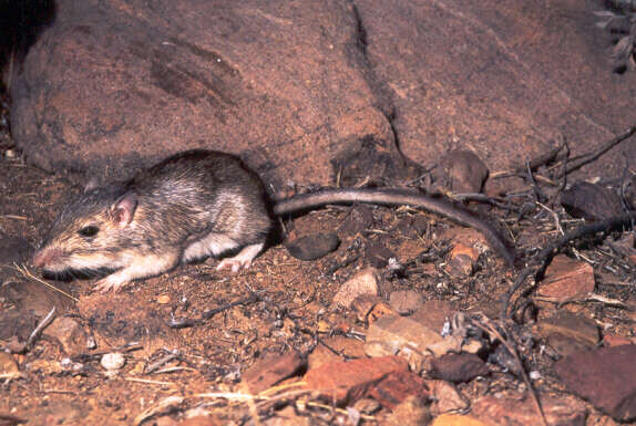 Image of Bailey's pocket mouse
