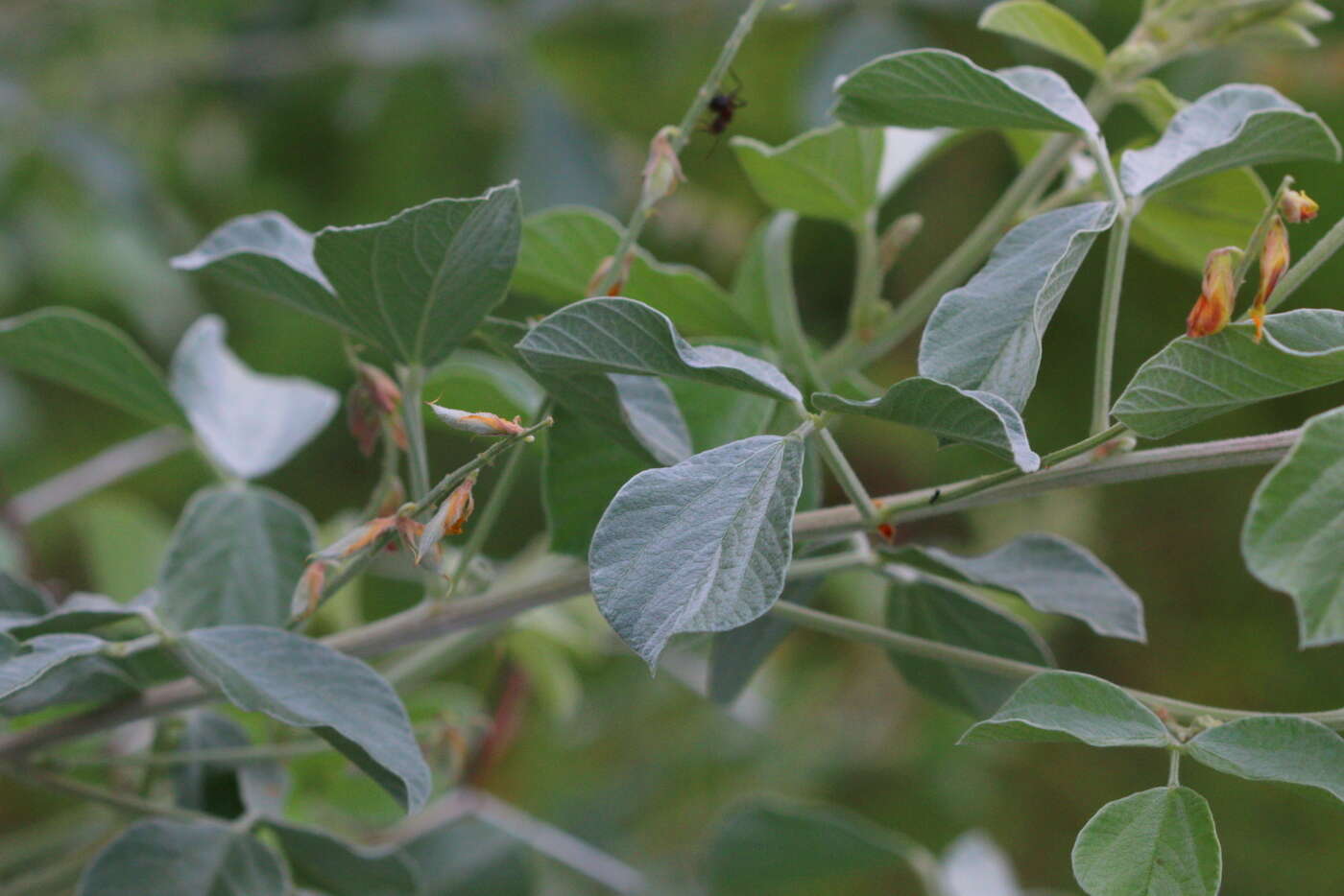 Image de Rhynchosia albissima Gand.